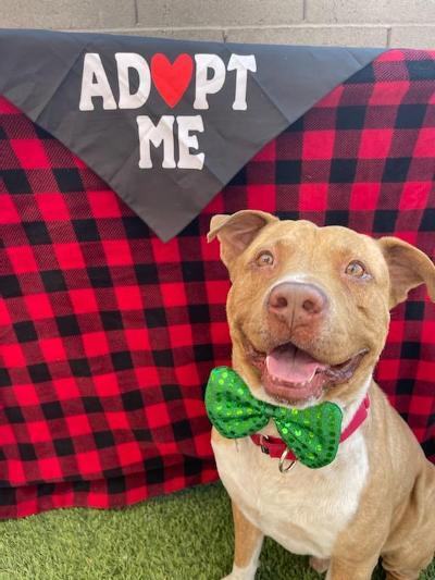 Rango, an adoptable Shar-Pei & Pit Bull Terrier Mix in Phoenix, AZ_image-1