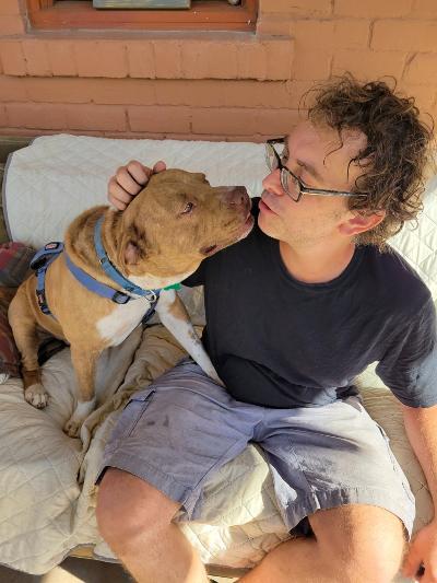 Rango, an adoptable Shar-Pei, Pit Bull Terrier in Phoenix, AZ, 85067 | Photo Image 3