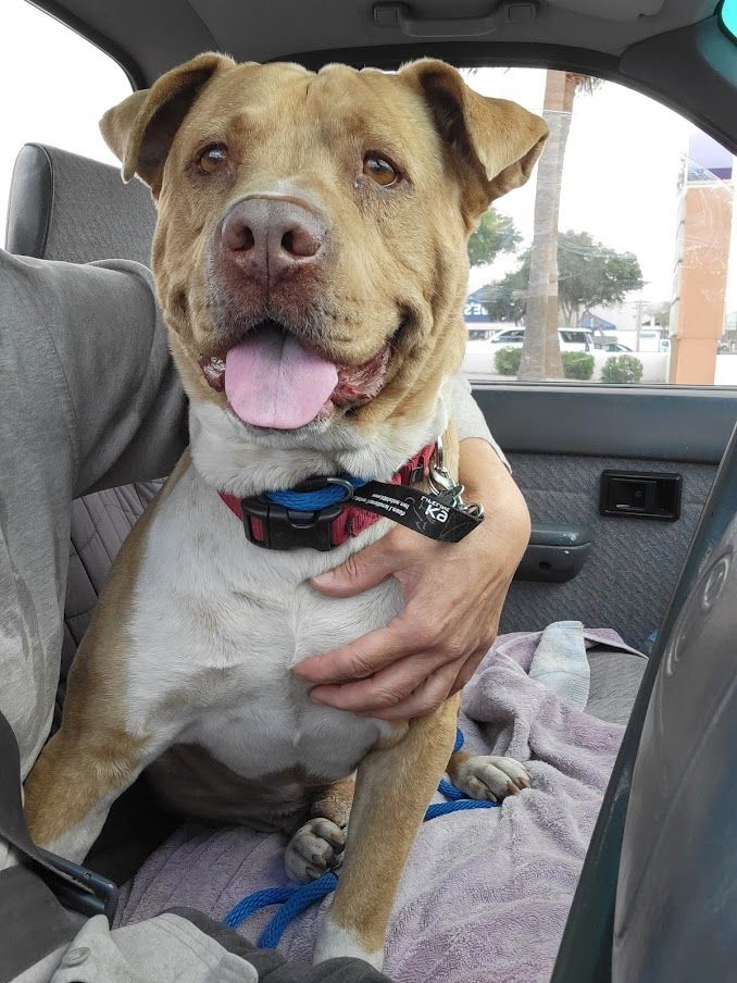 Rango, an adoptable Shar-Pei & Pit Bull Terrier Mix in Phoenix, AZ_image-4