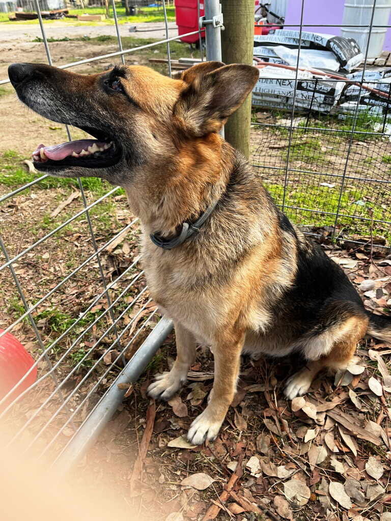 Sasha, an adoptable German Shepherd Dog in Pleasant Grove, CA, 95668 | Photo Image 1