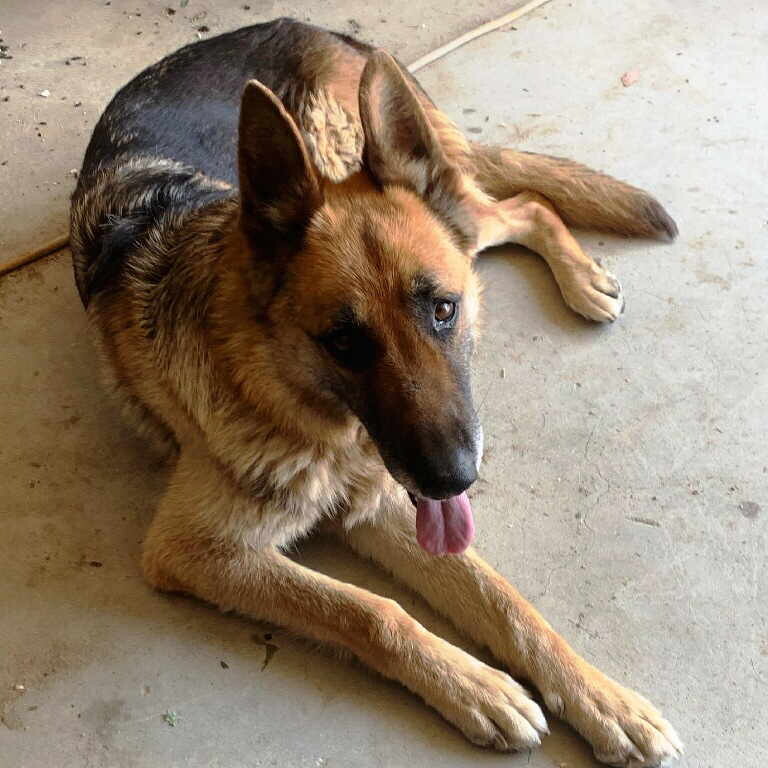 Sasha, an adoptable German Shepherd Dog in Pleasant Grove, CA, 95668 | Photo Image 2