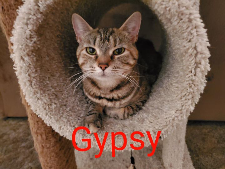 Gypsy 1