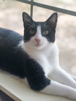 Cats For Adoption Near Norwich Ct Petfinder