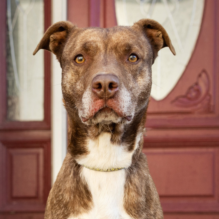 Macy - sweet & playful, an adoptable Terrier in Midlothian, VA, 23112 | Photo Image 1