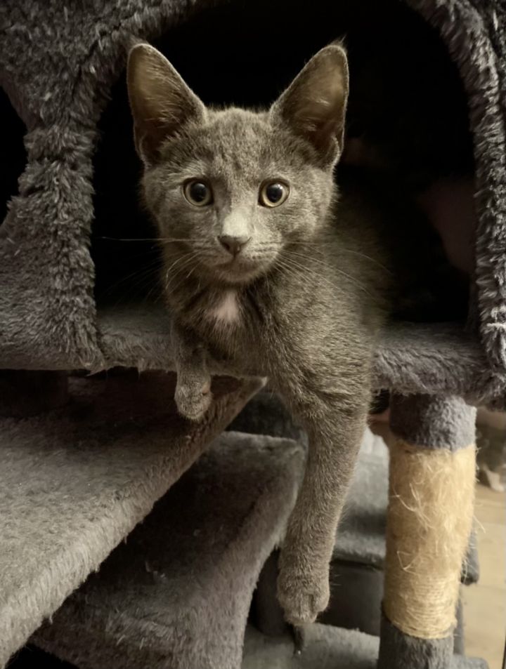 Stormy, an adopted Russian Blue Mix in Tustin, CA_image-2