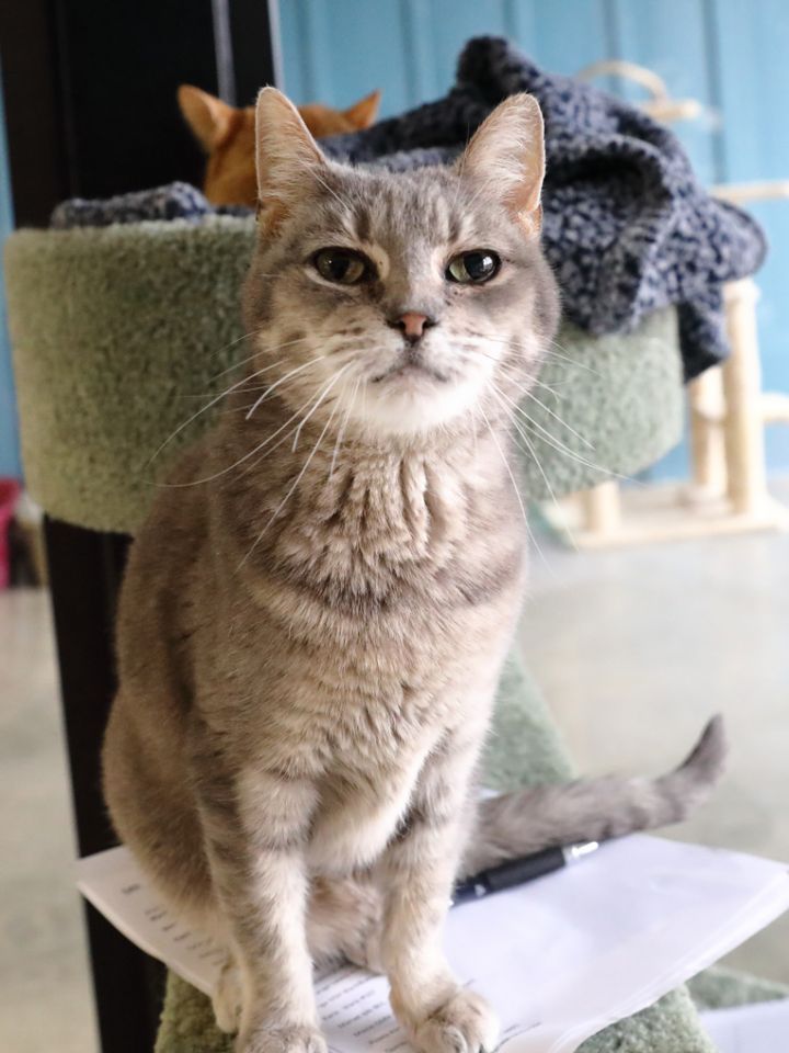 Donde, an adopted Domestic Short Hair & Tabby Mix in Hamilton, MT_image-1