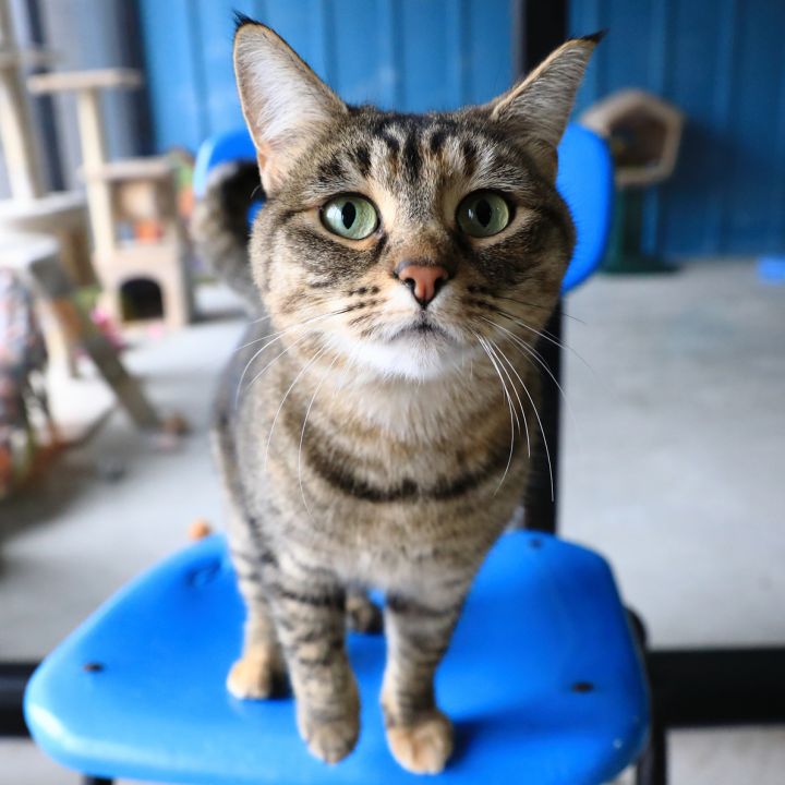 Lulu, an adopted Torbie & Tabby Mix in Hamilton, MT_image-1