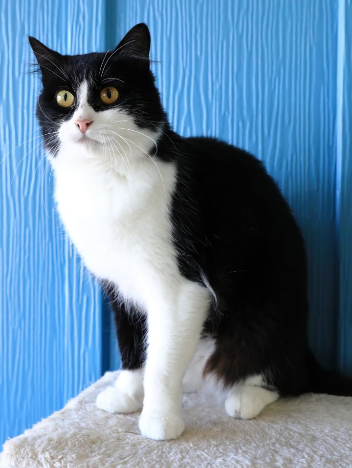 Athena, an adopted Tuxedo & Domestic Short Hair Mix in Hamilton, MT_image-2