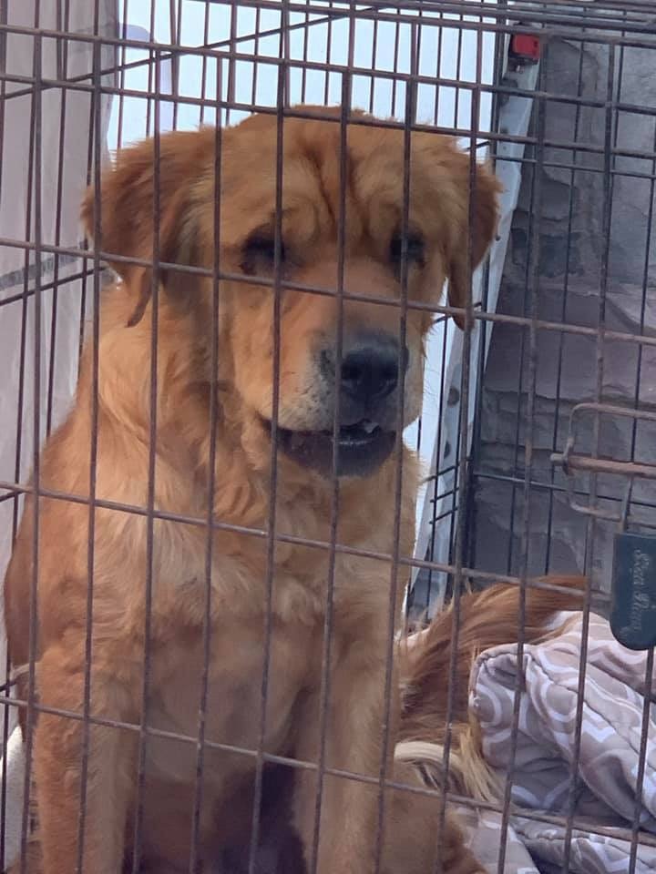 Boomer, an adoptable Shar-Pei, Labrador Retriever in San Angelo, TX, 76904 | Photo Image 1