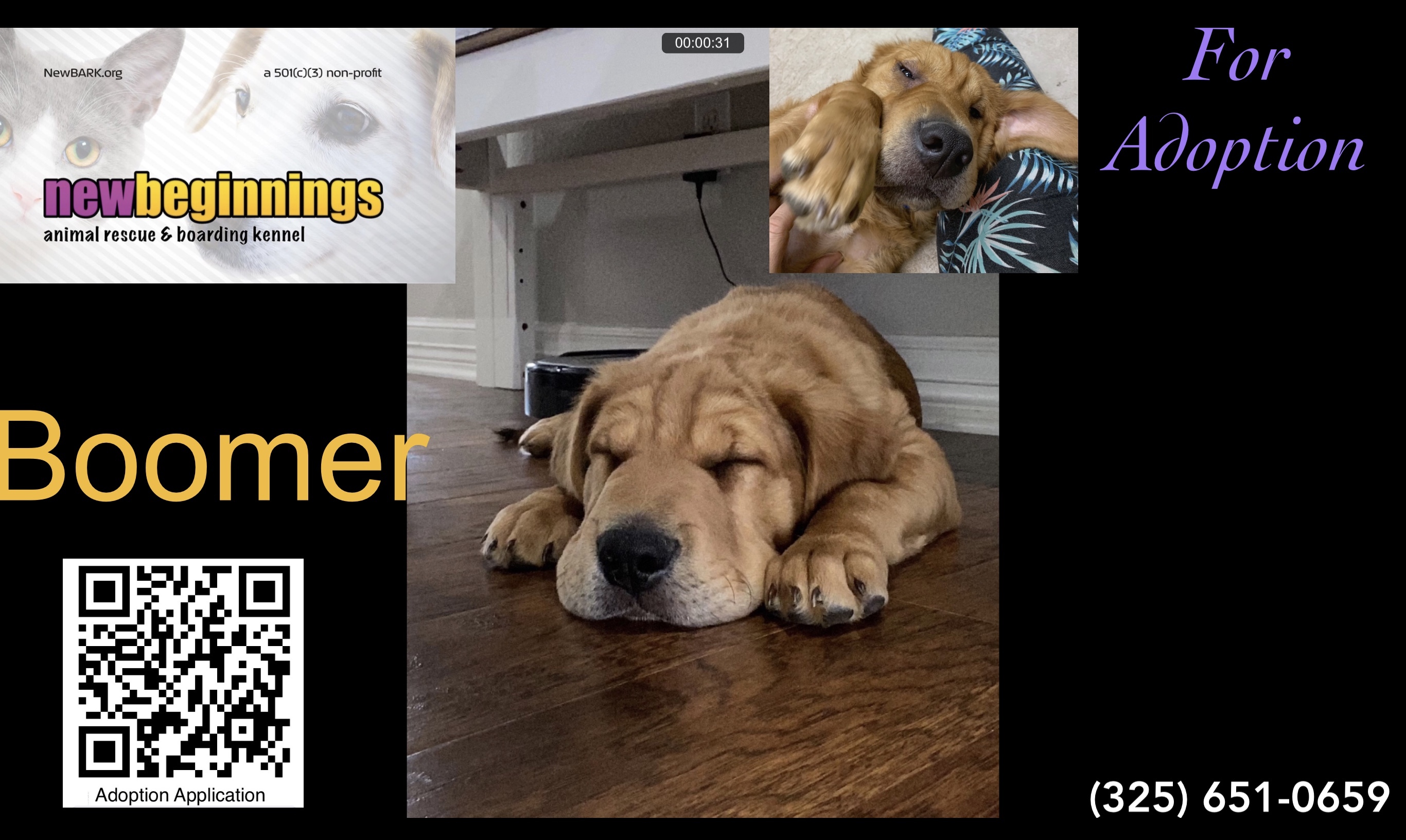 Boomer, an adoptable Shar-Pei, Labrador Retriever in San Angelo, TX, 76904 | Photo Image 2