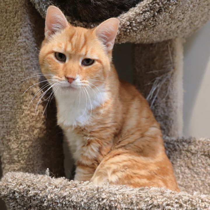 Reese, an adopted Tiger & Tabby Mix in Hamilton, MT_image-1