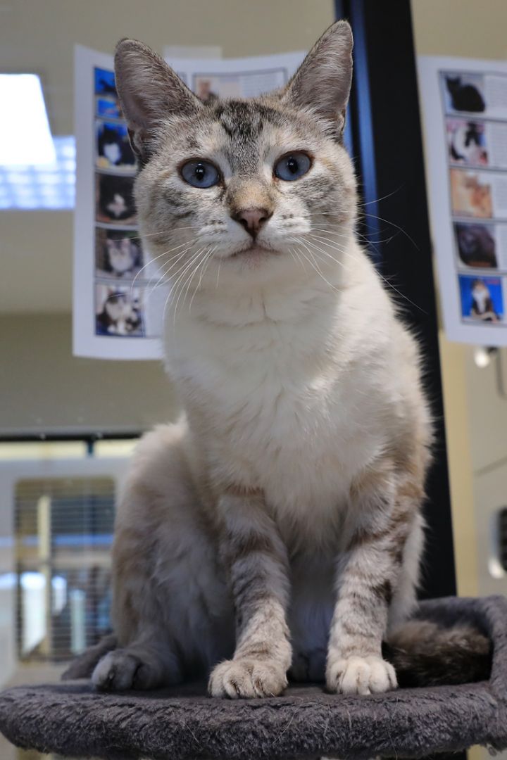 Azura, an adopted Siamese & Domestic Short Hair Mix in Hamilton, MT_image-2
