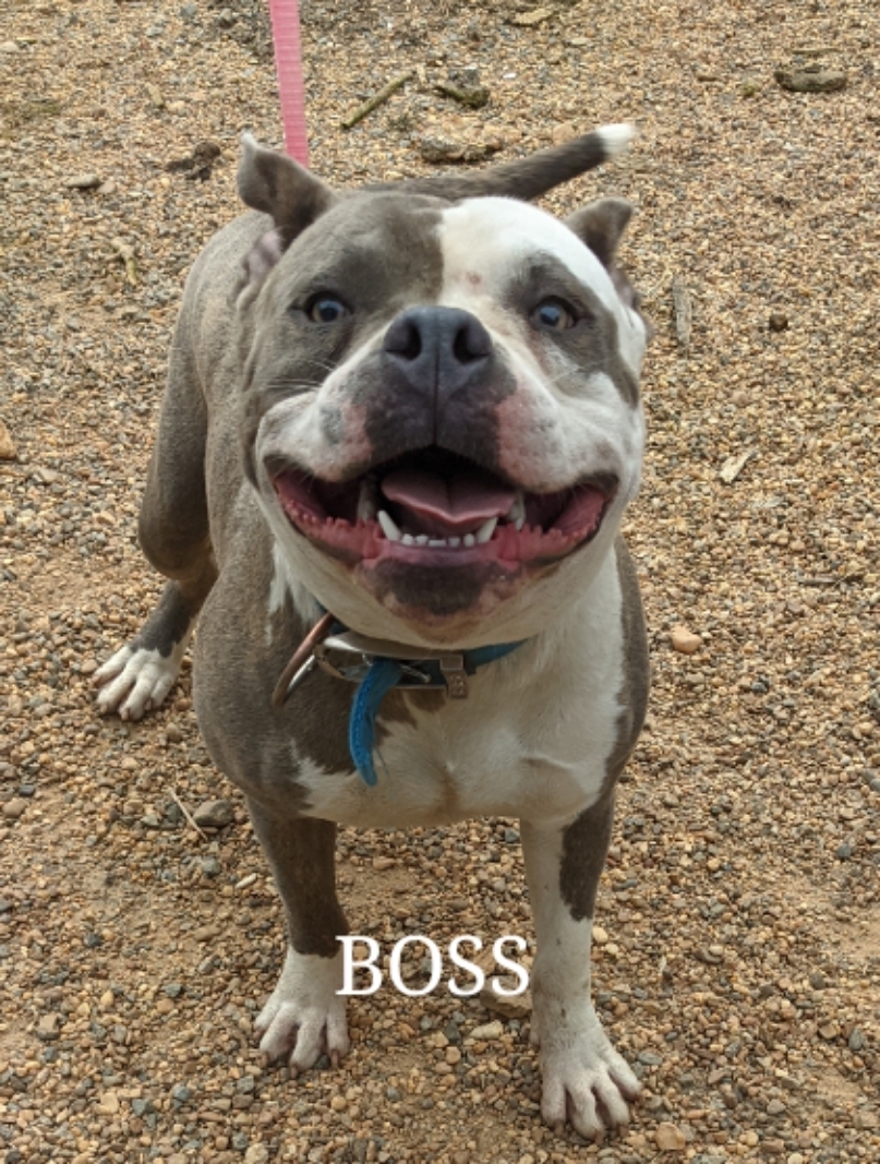 Boss, an adoptable American Bully in Magnolia, AR, 71753 | Photo Image 1