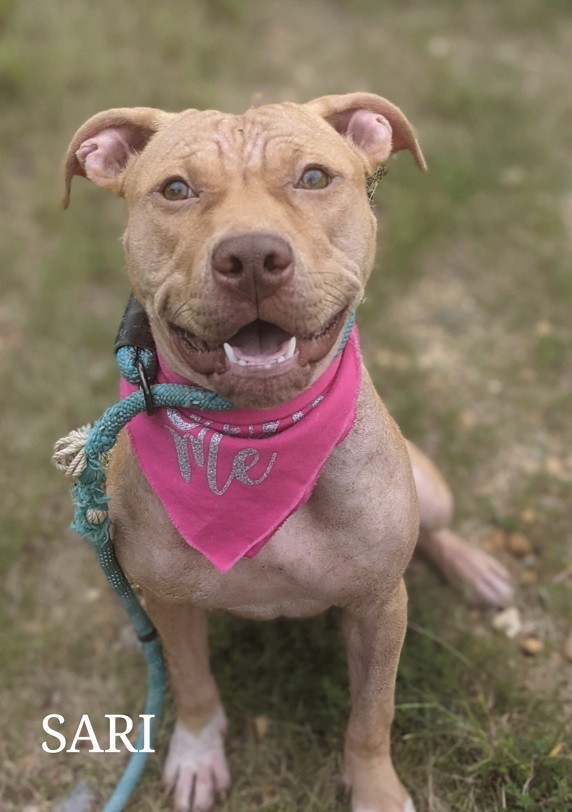 Sari, an adoptable Pit Bull Terrier, Mixed Breed in Magnolia, AR, 71753 | Photo Image 1