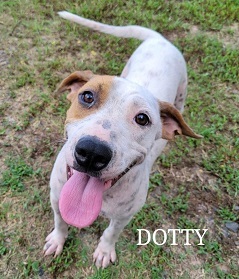 Dottie, an adoptable Mixed Breed in Magnolia, AR, 71753 | Photo Image 1