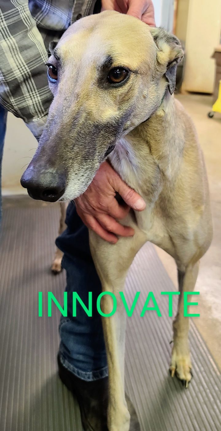 Nate, an adoptable Greyhound in Burlington, WI_image-2