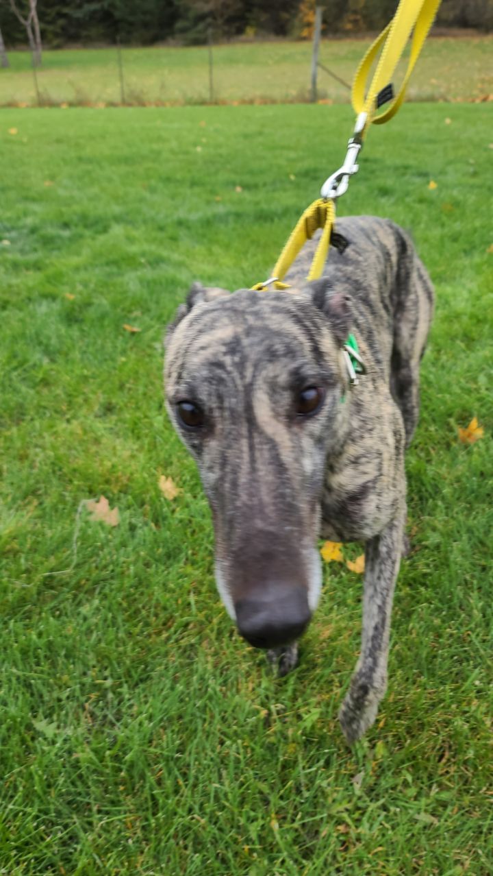 Tanner, an adoptable Greyhound in Burlington, WI_image-1