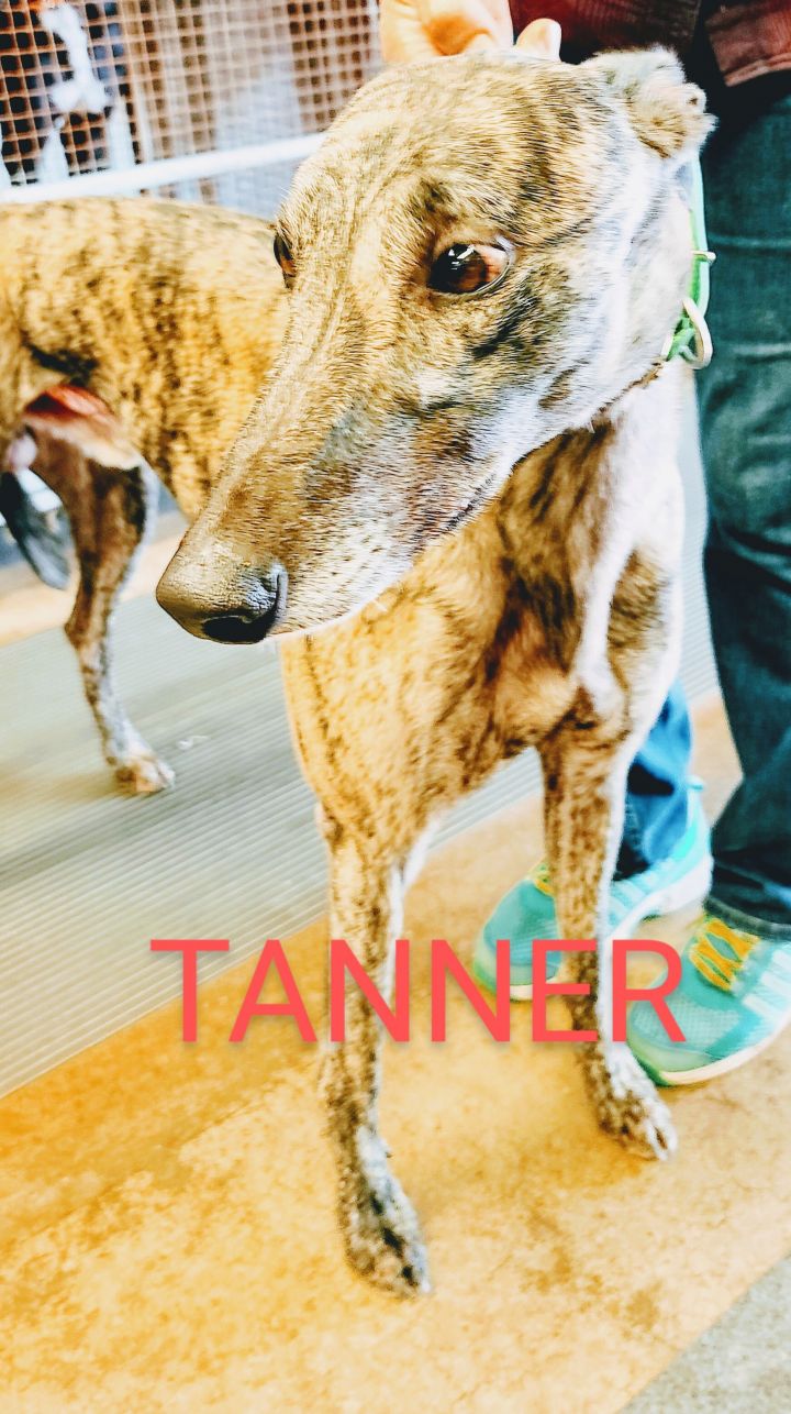 Tanner, an adoptable Greyhound in Burlington, WI_image-2