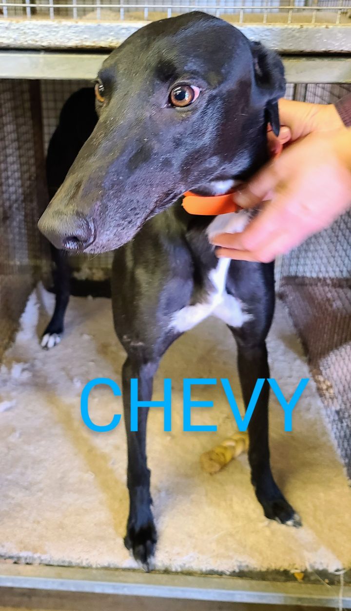 Chevy, an adoptable Greyhound in Burlington, WI_image-3