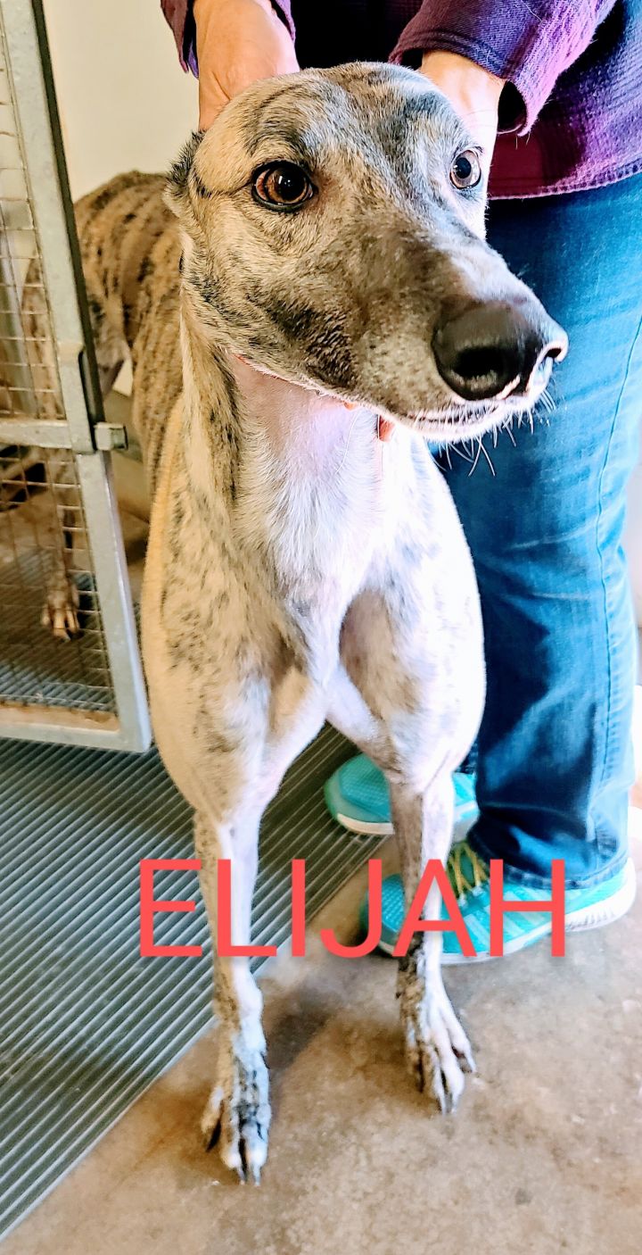 Elijah, an adopted Greyhound in Burlington, WI_image-2
