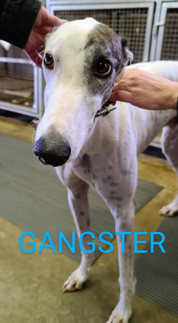 Gangster 2