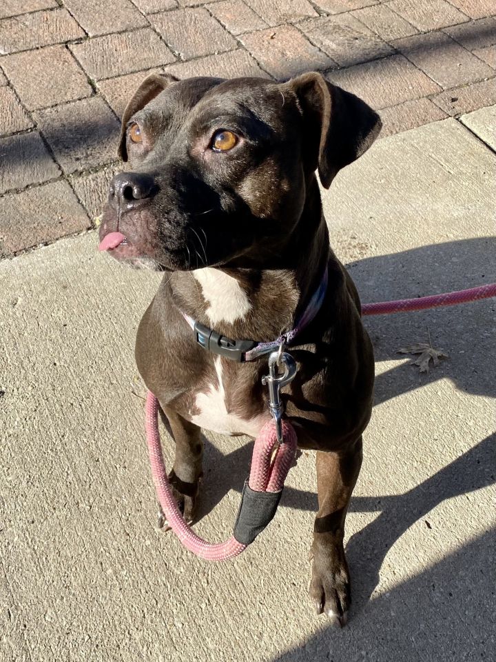 Sweetie Pie, an adopted Staffordshire Bull Terrier & Boston Terrier Mix in Oswego, IL_image-2