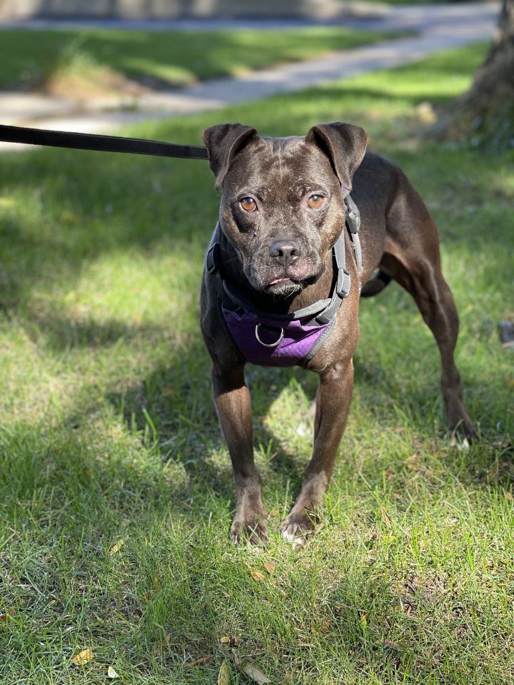Sweetie Pie, an adopted Staffordshire Bull Terrier & Boston Terrier Mix in Oswego, IL_image-1