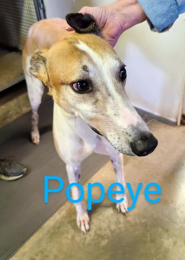 Popeye, an adopted Greyhound in Burlington, WI_image-1