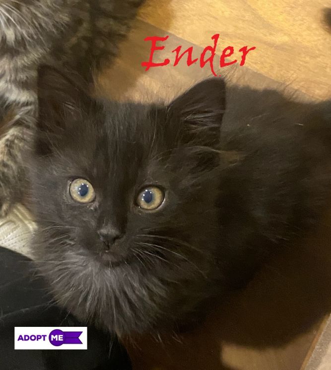 Ender (Amanda's foster)