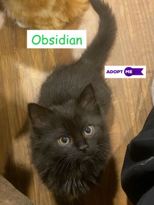 Obsidian (Amanda's foster)