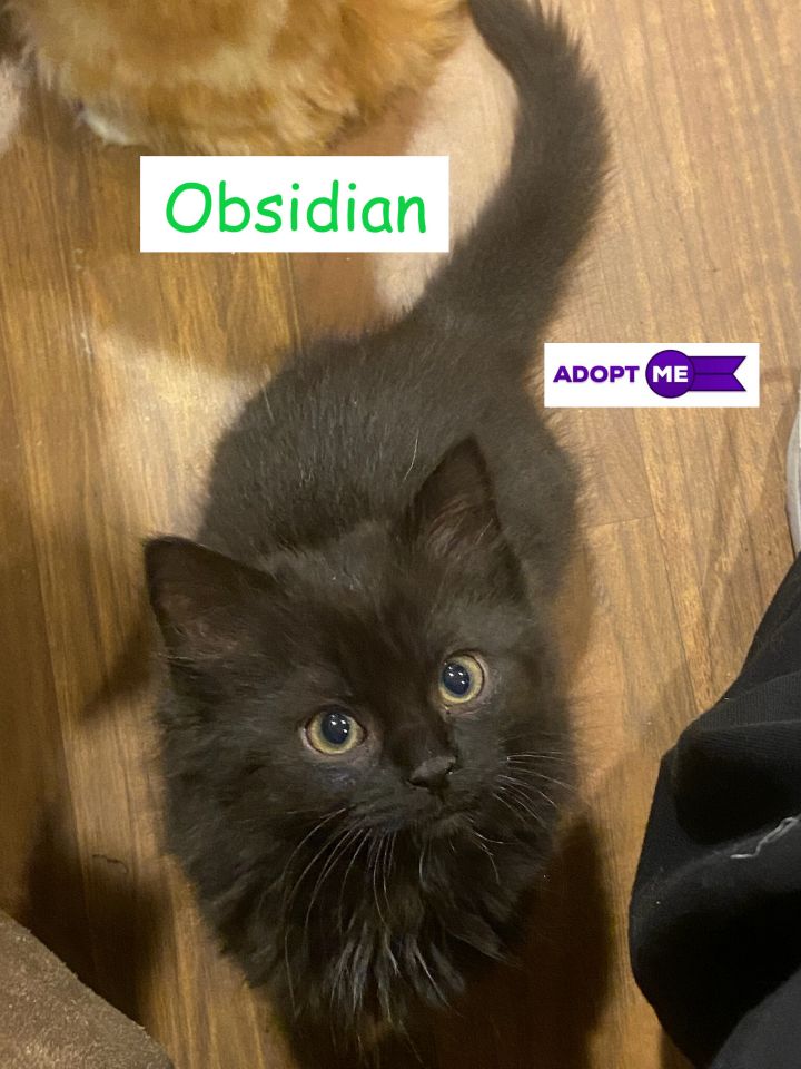 Obsidian (Amanda's foster), an adopted Domestic Short Hair in Kittanning, PA_image-1