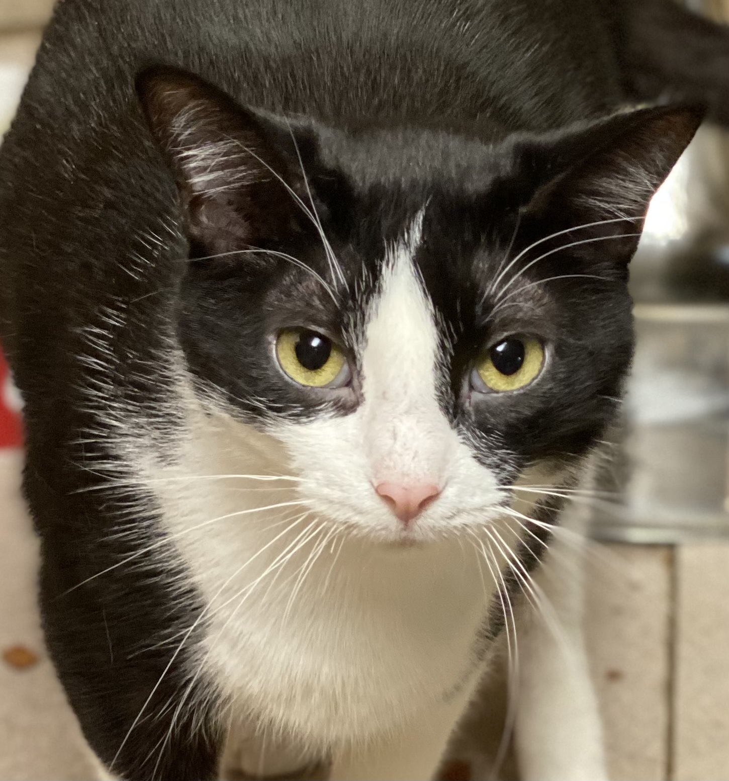 Becky, an adoptable Domestic Short Hair in Buchanan, TN, 38222 | Photo Image 1