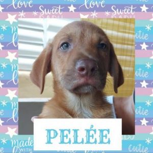 Pele