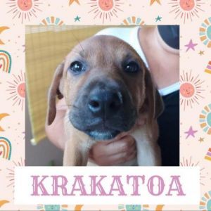 Krakatoa
