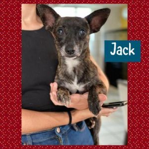Jack