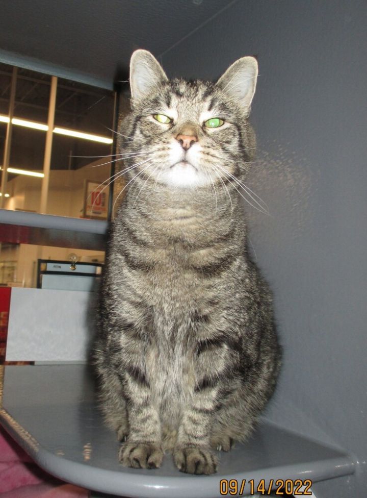 My Friend, an adoptable Tabby Mix in Breinigsville, PA_image-1