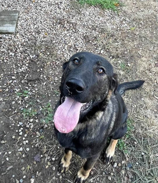 Annika, an adoptable German Shepherd Dog in Geneseo, IL, 61254 | Photo Image 1