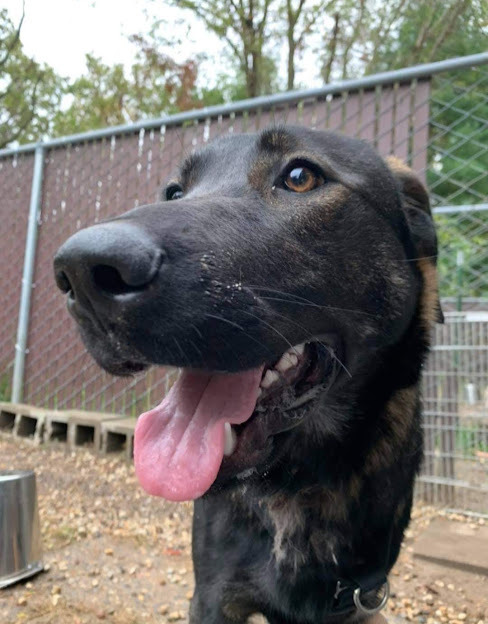 Annika, an adoptable German Shepherd Dog in Geneseo, IL, 61254 | Photo Image 2