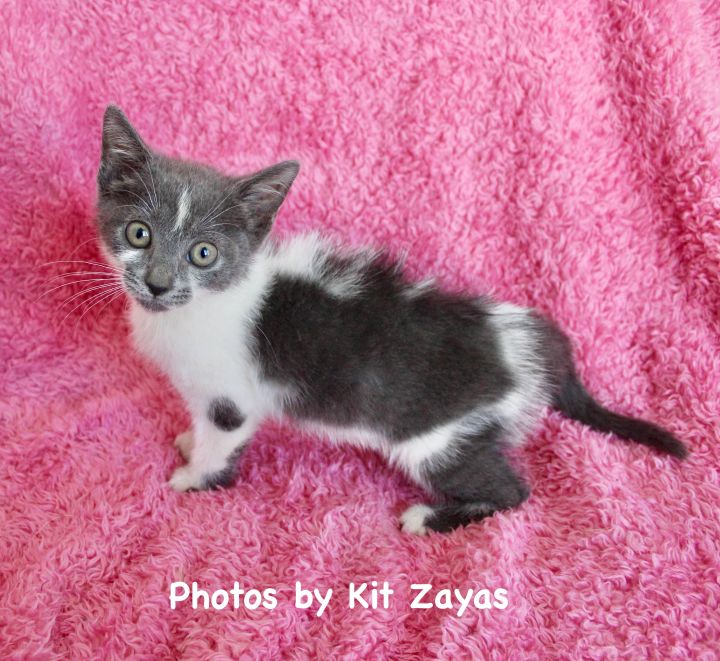 Kind Kenzie, an adopted Domestic Short Hair in Saint Augustine, FL_image-1