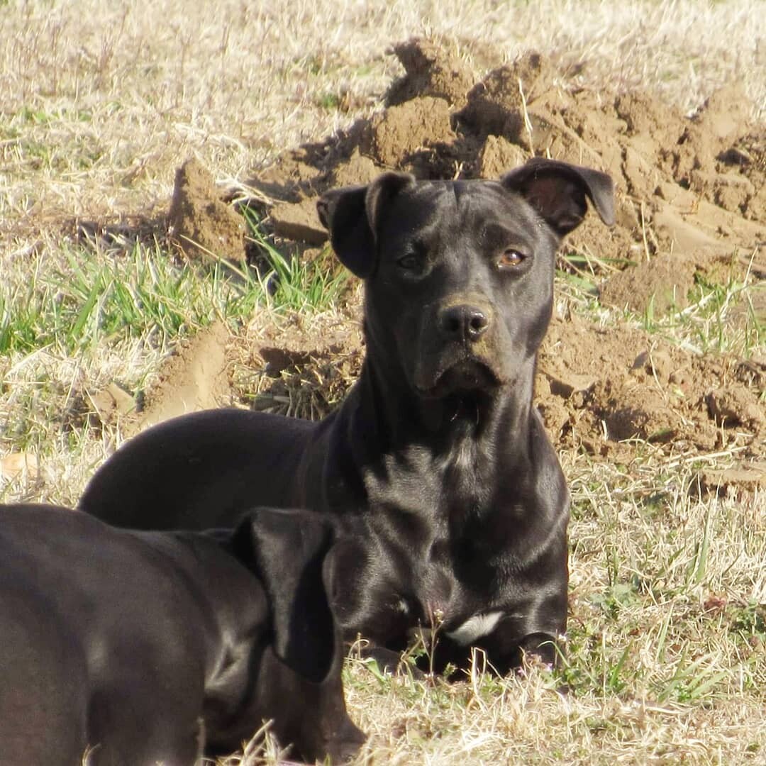Cindycindy , an adoptable Pit Bull Terrier, Labrador Retriever in Broken Arrow, OK, 74012 | Photo Image 4