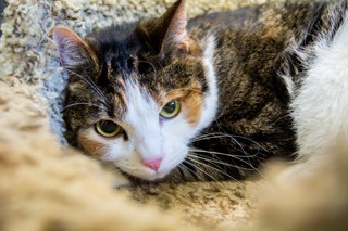 Tiger Lily, an adopted Calico & Domestic Short Hair Mix in Mobile, AL_image-1