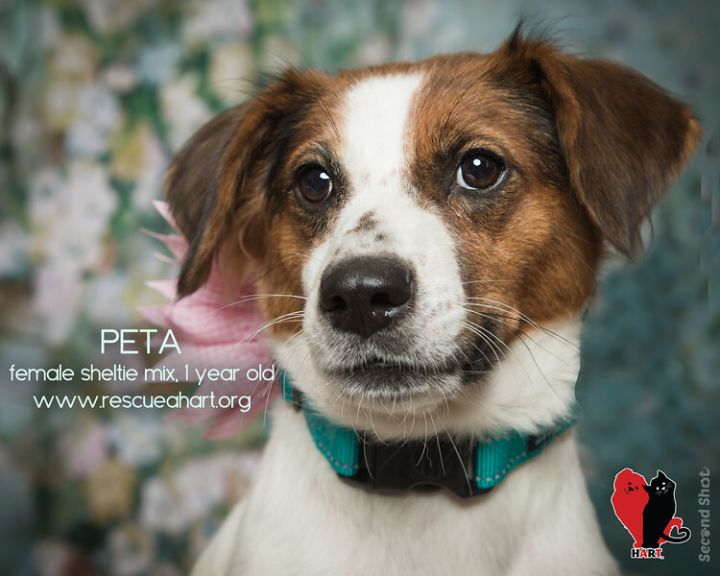Peta, an adoptable Brittany Spaniel & Shetland Sheepdog / Sheltie Mix in Cincinnati, OH_image-1