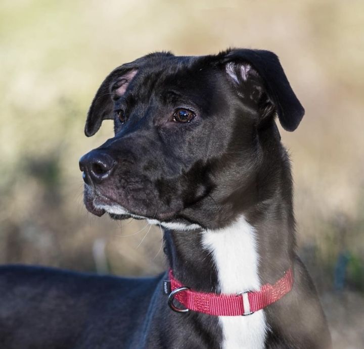 Caroline, an adoptable Black Labrador Retriever & Boxer Mix in Cincinnati, OH_image-1
