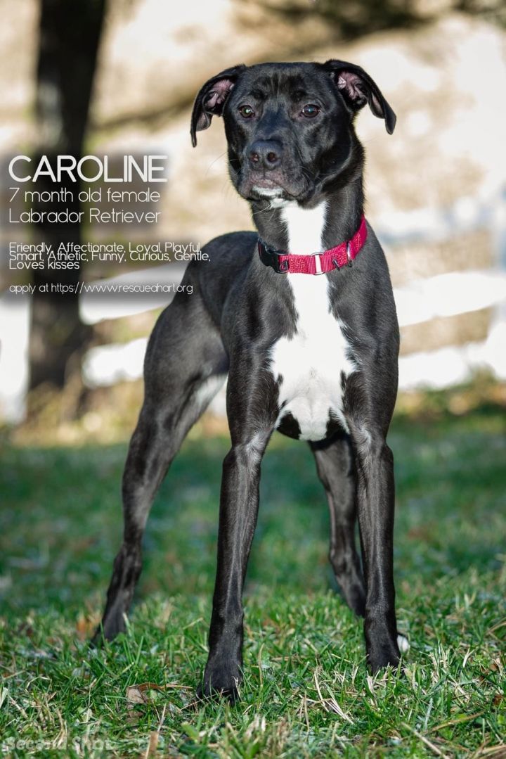 Caroline, an adopted Black Labrador Retriever & Boxer Mix in Cincinnati, OH_image-2
