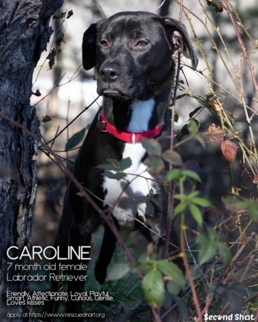 Caroline, an adoptable Black Labrador Retriever & Boxer Mix in Cincinnati, OH_image-4