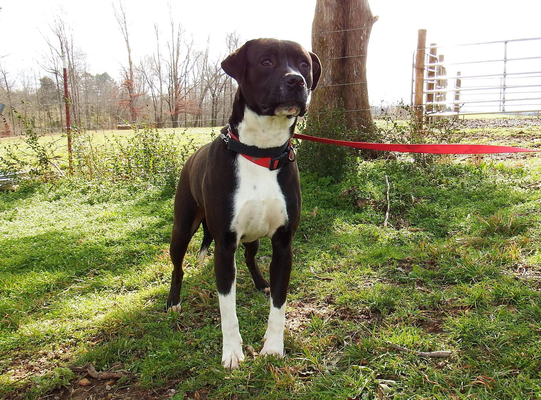 Cody, an adoptable Labrador Retriever, Hound in Cookeville, TN, 38506 | Photo Image 2