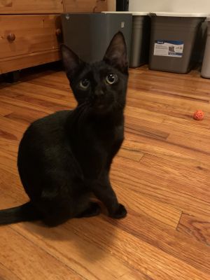 Salem Bombay Kitty