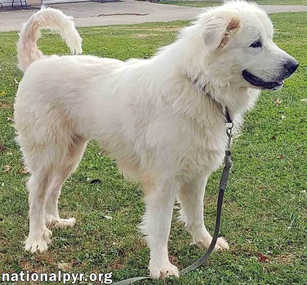 Dog for adoption Wynter in NJ Silly "Pocket Pyr" ), a Great