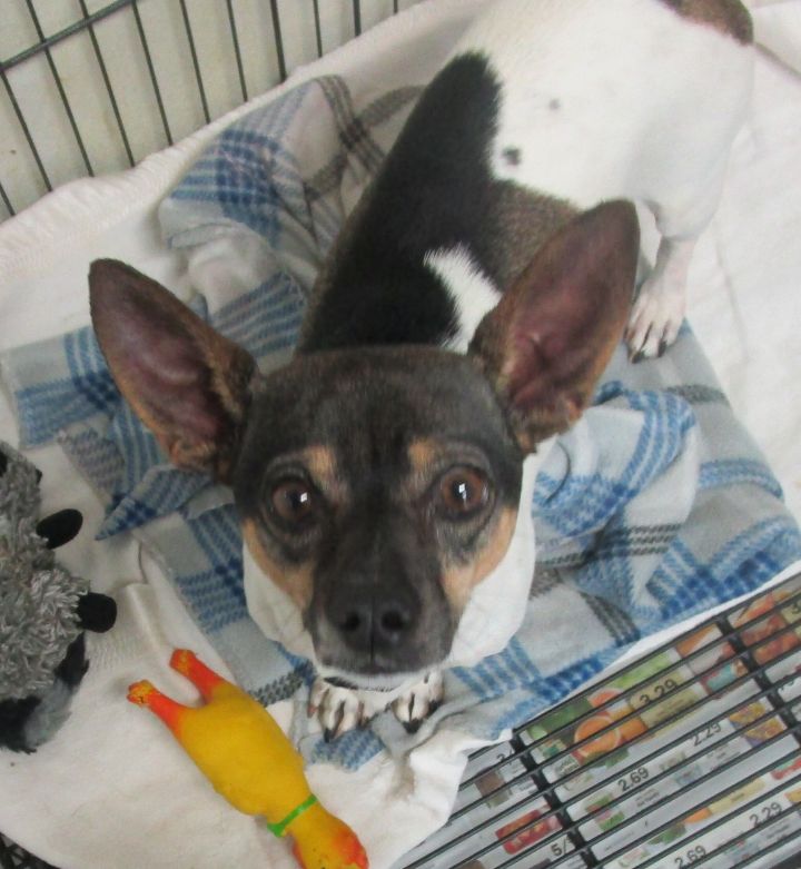 Bones, an adopted Chihuahua Mix in Clear Lake, IA_image-1
