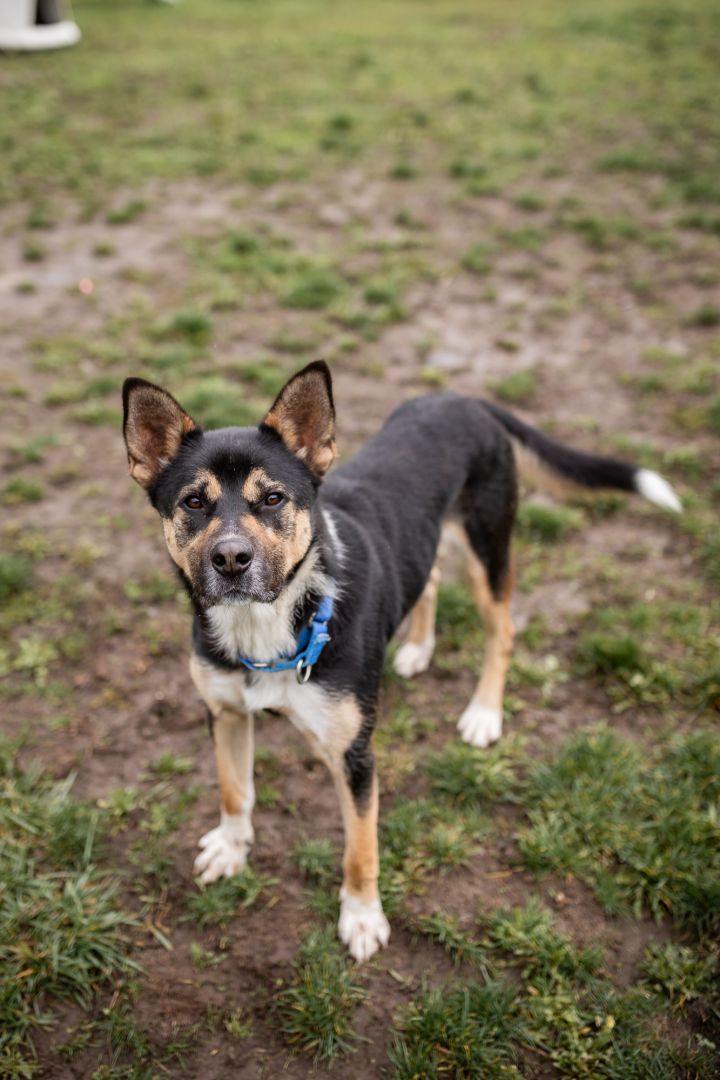 Mochi, an adoptable German Shepherd Dog & Husky Mix in Port Angeles, WA_image-2
